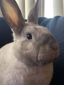 Rescue Bunny Rabbit Rabbits for Adoption in Portland, Oregon - Minx | PetCurious