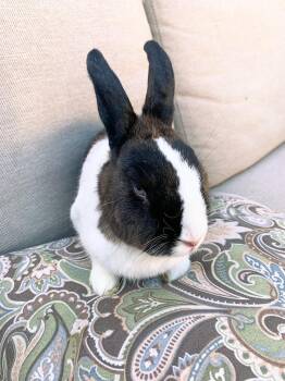 Rescue Dutch Rabbits for Adoption in Los Angeles, California - Antonio Bunderas | PetCurious