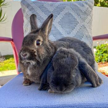 Rescue Lionhead and Holland Lop Rabbits for Adoption in Los Angeles, California - Rocky & Callum | PetCurious