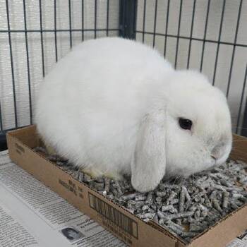 Holland Lop Rabbits Available for Adoption in Lyndhurst, Virginia - Albus | PetCurious