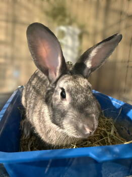 Rescue Bunny Rabbit Rabbits for Adoption in Marshfield, Wisconsin - Hatfield | PetCurious