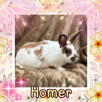 Homer -  Bunny Rabbit Rabbit for Adoption in Elizabethtown, Kentucky - Homer | PetCurious