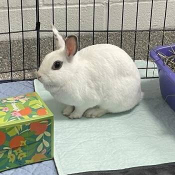 Allison -  Bunny Rabbit Rabbit for Adoption in Wheaton, Illinois - Allison | PetCurious
