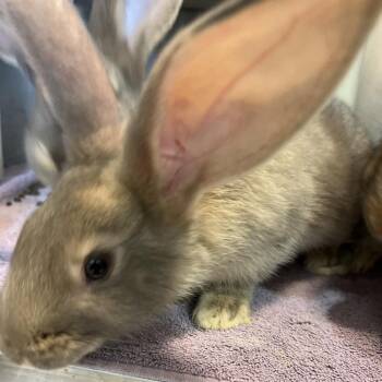 Decaf -  New Zealand and Chinchilla Rabbit for Adoption in Council Bluffs, Iowa - Decaf | PetCurious