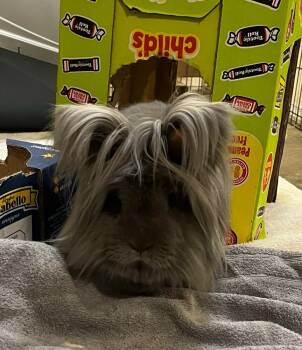 Rescue Lionhead Rabbits for Adoption in Papillion, Nebraska - Rockette | PetCurious