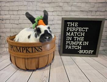 English Spot Rabbits Available for Adoption - Bugsy | PetCurious