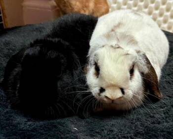 Mini Lop Rabbits Available for Adoption - Derek | PetCurious