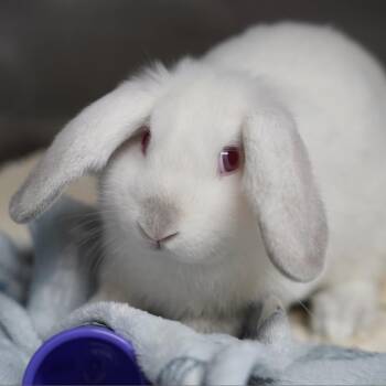 Thing 2 -  Californian Rabbit for Adoption in Richmond, California - Thing 2 | PetCurious