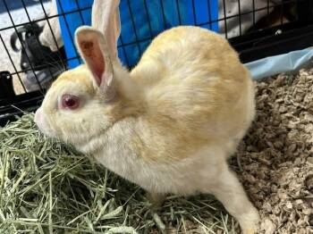 BOOMBOX -  Bunny Rabbit Rabbit for Adoption in Frisco, Colorado - BOOMBOX | PetCurious