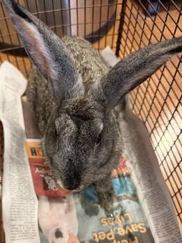 Champagne -  Champagne Dargent Rabbit for Adoption in Austin, Texas - Champagne | PetCurious