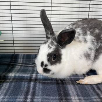 Cheesecake Factory -  American Rabbit for Adoption in Warwick, Rhode Island - Cheesecake Factory | PetCurious