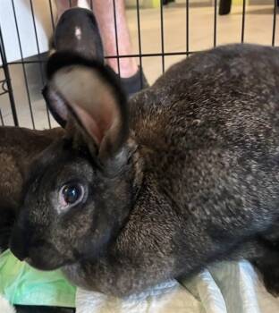 Rescue Bunny Rabbit Rabbits for Adoption in Rancho Cucamonga, California - PEPSI | PetCurious