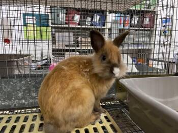 Shift / Turbo -  Dutch Rabbit for Adoption in Pflugerville, Texas - Shift / Turbo | PetCurious