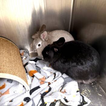 Mufasa and Nala -  Lionhead Rabbit for Adoption in Petersburg, Virginia - Mufasa And Nala | PetCurious