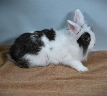 Bunny Rabbit Rabbits Available for Adoption - PERRY | PetCurious