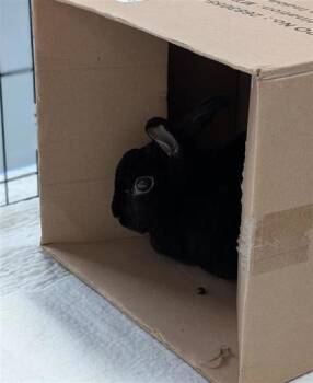 Ursula -  Rex and Bunny Rabbit Rabbit for Adoption in Montreal, Quebec - Ursula | PetCurious