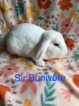 Lop Eared Rabbits Available for Adoption in San Antonio, Texas - Sir Bunivere | PetCurious