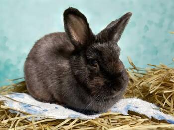 LIGHTNING -  Bunny Rabbit Rabbit for Adoption in Fort Lauderdale, Florida - LIGHTNING | PetCurious