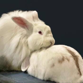 Angora Rabbit Rabbits Available for Adoption in Erie, Colorado - Willow With Buffy | PetCurious