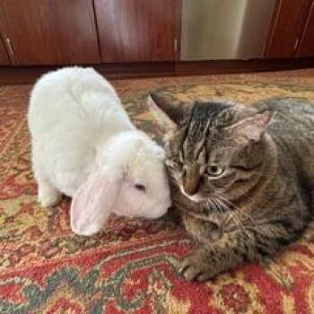 Wilbert -  Mini Lop Rabbit for Adoption in Portland, Oregon - Wilbert | PetCurious