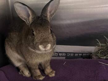 BUGSY -  Bunny Rabbit Rabbit for Adoption in Tustin, California - BUGSY | PetCurious