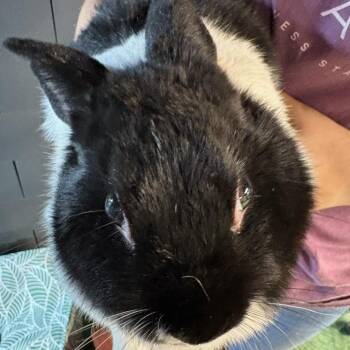 Waffles -  Dutch Rabbit Available for Adoption in Winston-salem, North Carolina - Waffles | PetCurious