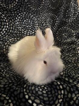Rescue Lionhead Rabbits for Adoption in Santa Cruz, California - Hatty & Milly (bonded Pair) | PetCurious