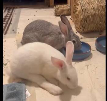 Sisters -  Bunny Rabbit Rabbit for Adoption in Paradis, Louisiana - Sisters | PetCurious
