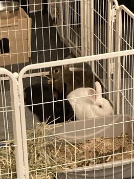Ivy, Kipper & Thumper -  American Rabbit for Adoption in Gig Harbor, Washington - Ivy, Kipper & Thumper | PetCurious