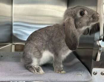 Chubby Bunny Jr -  Bunny Rabbit Rabbit for Adoption - Chubby Bunny Jr | PetCurious