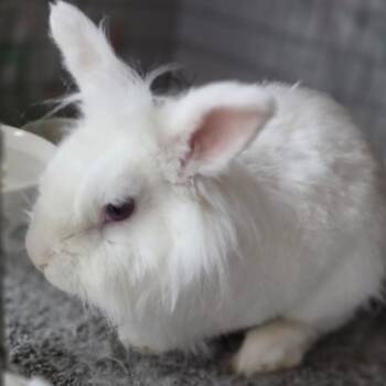 Lionhead Rabbits Available for Adoption in Chino Hills, California - Milky - Chino Hills Location | PetCurious
