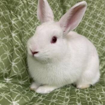Manhattan -  Bunny Rabbit Rabbit for Adoption in Westerville, Ohio - Manhattan | PetCurious