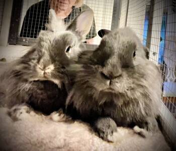 Rescue Lionhead Rabbits for Adoption in Naples, Florida - Tramper And Baby | PetCurious