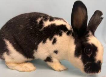 Blueberry -  Bunny Rabbit Rabbit for Adoption in Woodbury, Minnesota - Blueberry | PetCurious