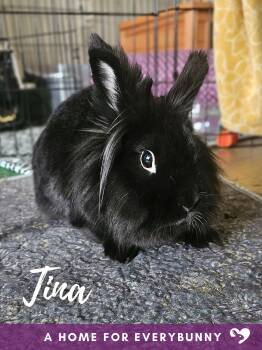 Rescue Lionhead Rabbits for Adoption in Ankeny, Iowa - Tina | PetCurious