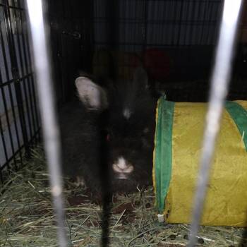 Lionhead Rabbits Available for Adoption in Lynchburg, Virginia - Juniper | PetCurious