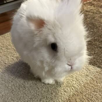 Rescue Lionhead Rabbits for Adoption in South Elgin, Illinois - Yeezy | PetCurious