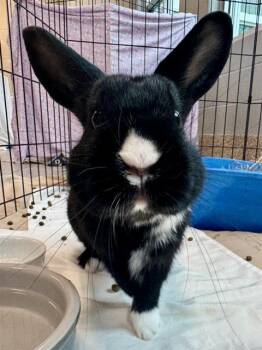 Dutch Rabbits Available for Adoption - FORTUNE | PetCurious