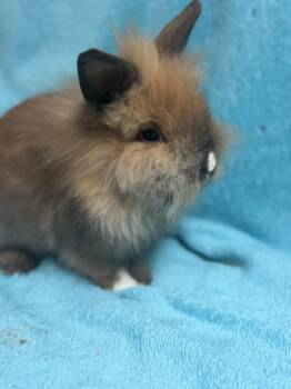 Alphonse -  Lionhead Rabbit for Adoption in Edinburg, Pennsylvania - Alphonse | PetCurious