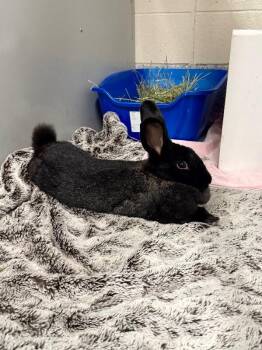Olivia -  New Zealand Rabbit for Adoption in Fruit Heights, Utah - Olivia | PetCurious