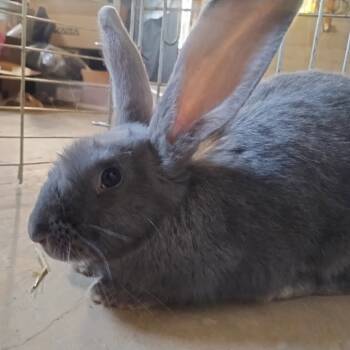 Rescue Beveren Rabbits for Adoption in Harrisonburg, Virginia - Eleanor | PetCurious