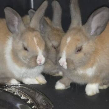 Triplets -  Dutch Rabbit for Adoption in Foley, Alabama - Triplets | PetCurious