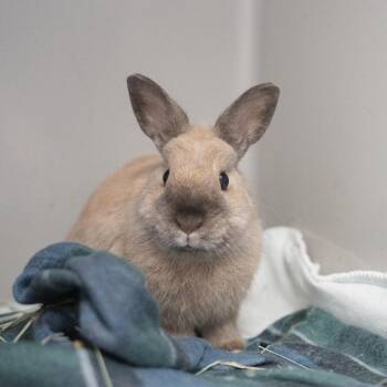 Gaston -  American Sable Rabbit for Adoption in Kennesaw, Georgia - Gaston | PetCurious