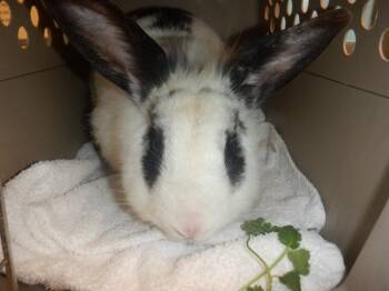 Bunny Rabbit Rabbits Available for Adoption - SPOTTY | PetCurious