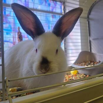 Blossom -  Californian Rabbit for Adoption in Spokane, Washington - Blossom | PetCurious