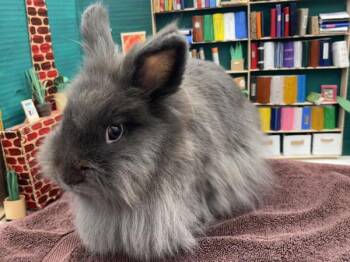 Charmin -  Lionhead and Mix Rabbit for Adoption in Portland, Oregon - Charmin | PetCurious
