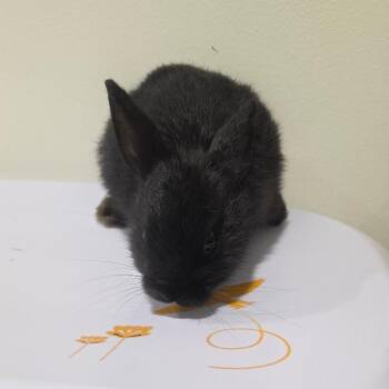 Rex Rabbits Available for Adoption in Tampa, Florida - Hot Rod | PetCurious