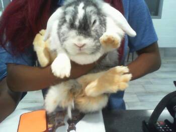 TUSKI -  Bunny Rabbit Rabbit for Adoption in Charlotte, North Carolina - TUSKI | PetCurious