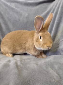 Palomino Rabbits Available for Adoption in Plymouth, Michigan - Cheboygan | PetCurious