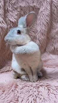 Freya -  Chinchilla Rabbit for Adoption in Dallas, Pennsylvania - Freya | PetCurious